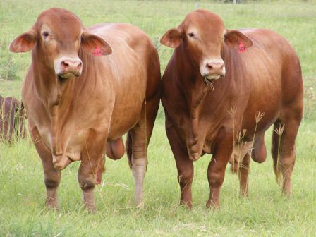 2012 FAB All Breeds Bulls 409 & 410